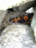 Birds have found a home within the stone walls.